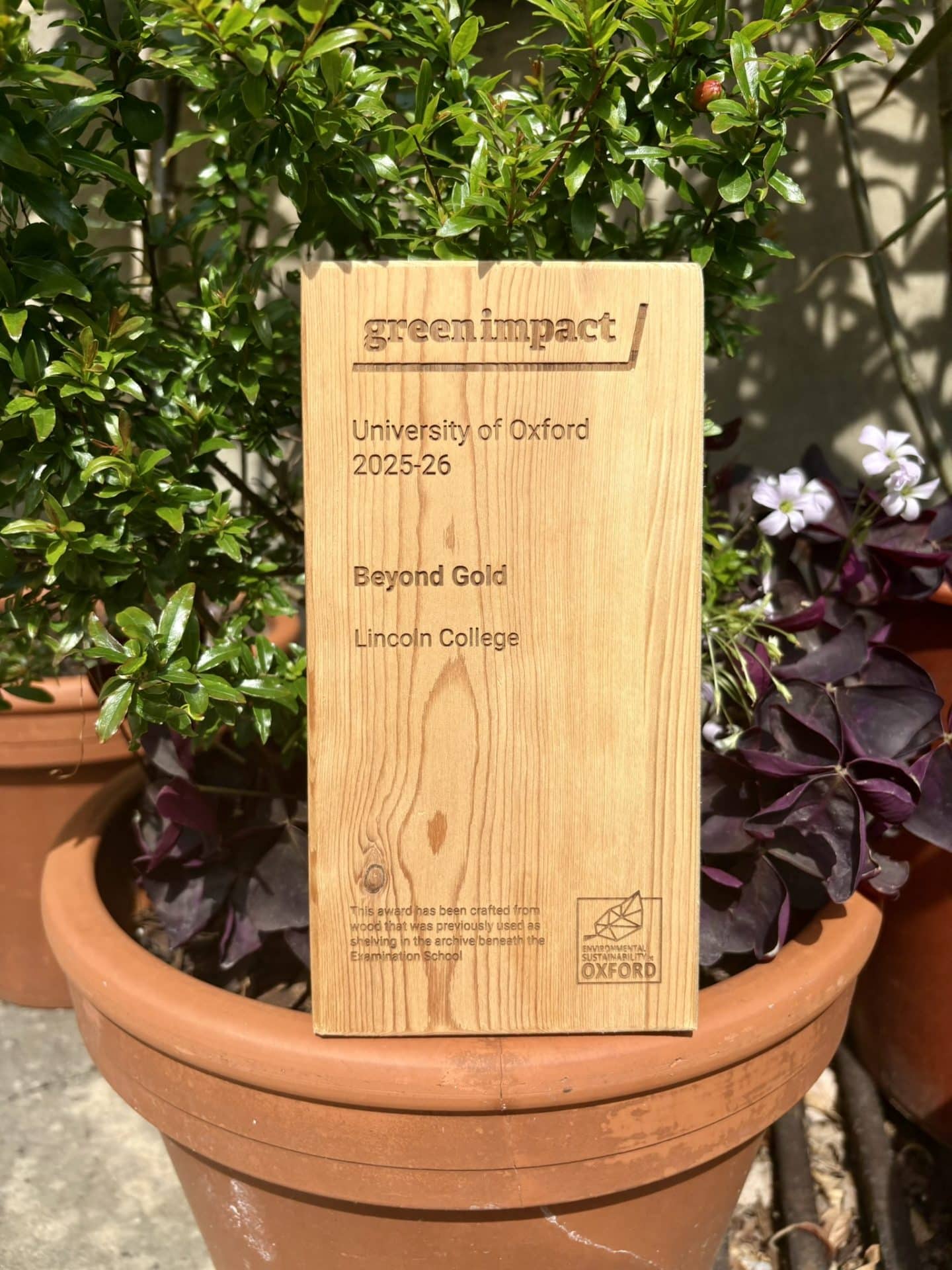 A wooden Green Impact award engraved with “University of Oxford 2025–26”, “Beyond Gold” and “Lincoln College”, displayed in a terracotta plant pot surrounded by green foliage and purple-leaved plants. The award is made from reclaimed wood previously used as shelving in the Examination Schools archive.